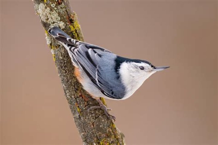 Do nuthatch birds migrate?