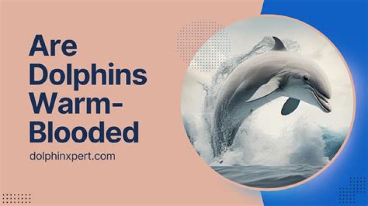 Does a dolphin warm-blooded?