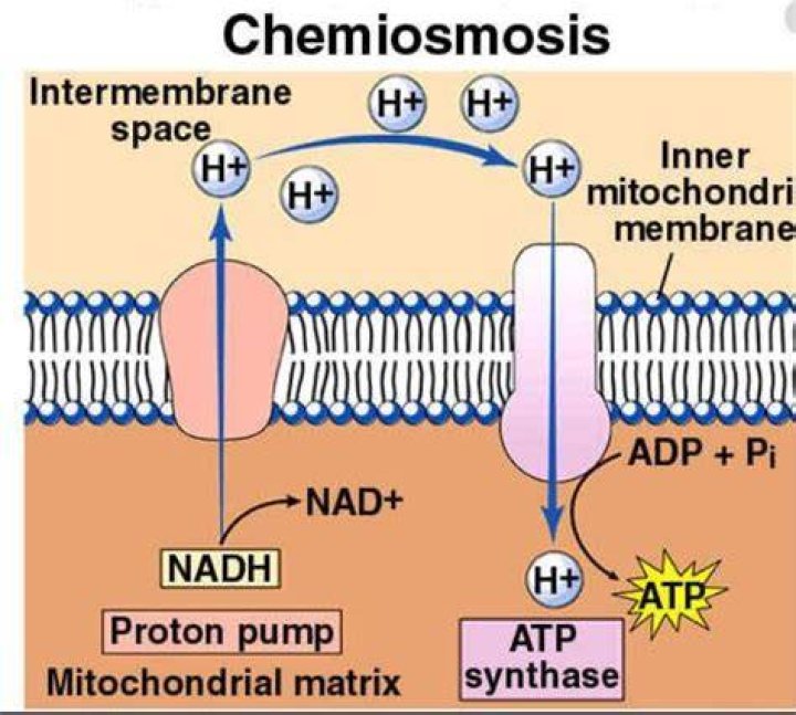 During chemiosmosis protons diffuse?
