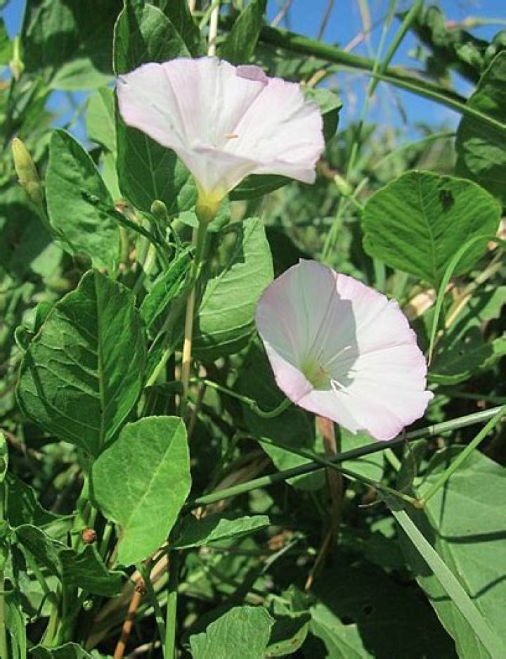 What does bindweed look like?