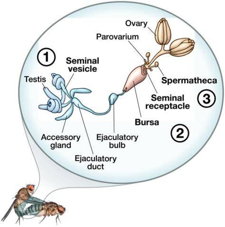 What does spermatheca do?