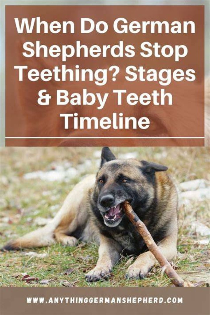 When do german shepherds stop teething?
